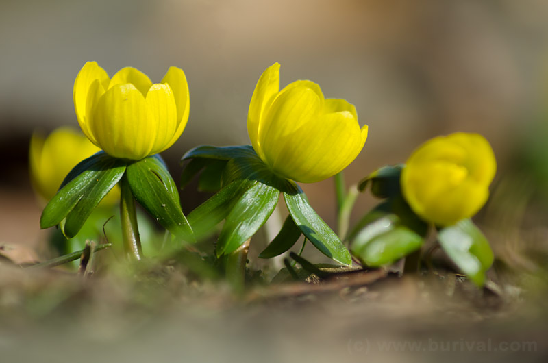 winter-aconite