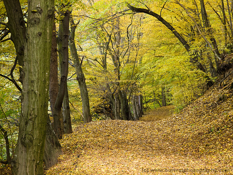 Colorful autumn forest path