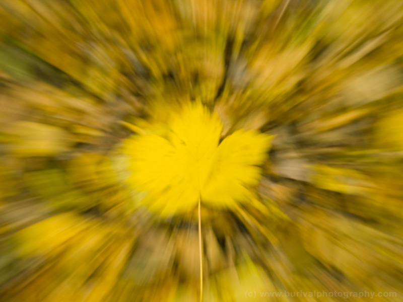 Abstract autumn foliage background