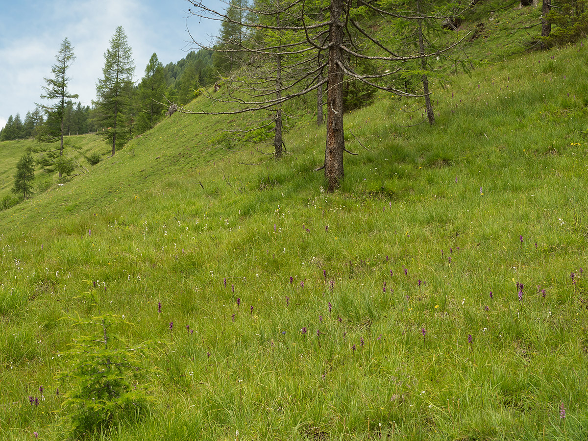 Alpine meadow with Orchids