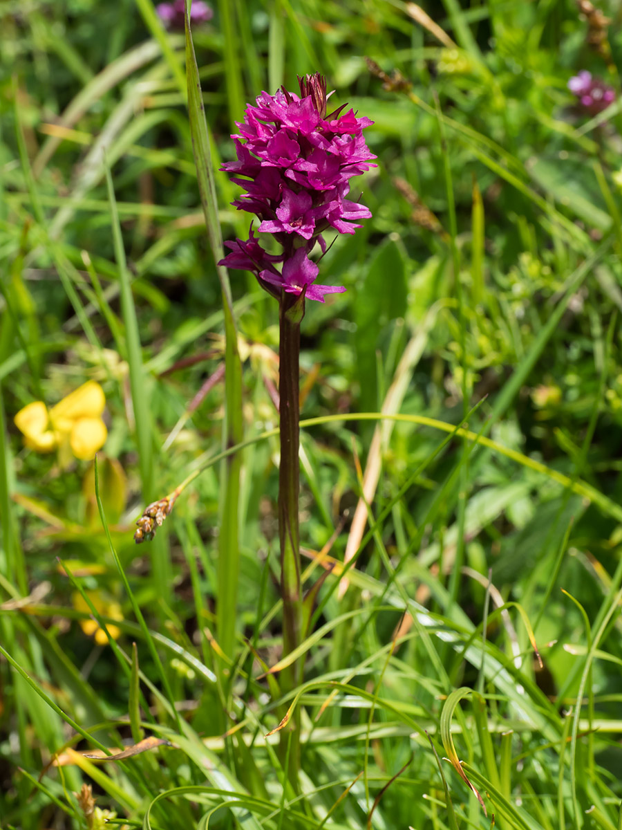 Flowering_Nigritella_orchid